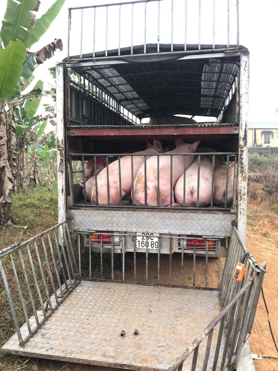 Giá heo hơi hôm nay 18/5/2023: Tiếp tục tăng lên 57.000 đồng/kg